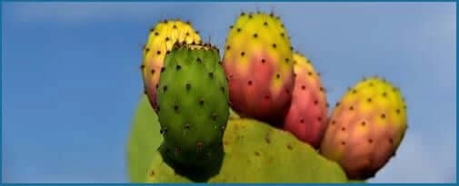 Prickly Pear