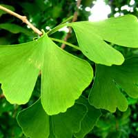 i-ginko-biloba