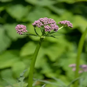 zeneara pink-valerian